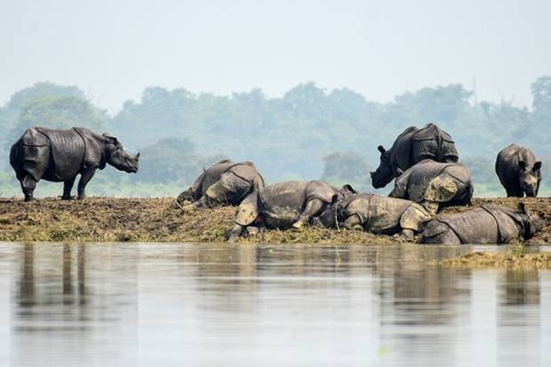 116 animals perished in flooded Kaziranga National Park in Assam