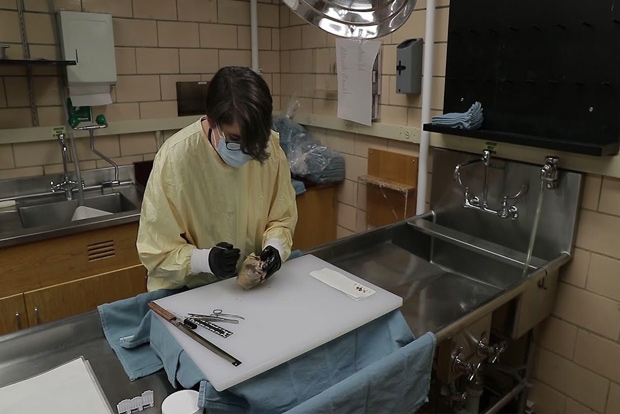 Trickery of transmission: Silent spread leaves scientists clueless