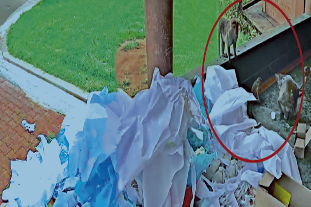 Monkeys among discarded PPEs trigger virus scare