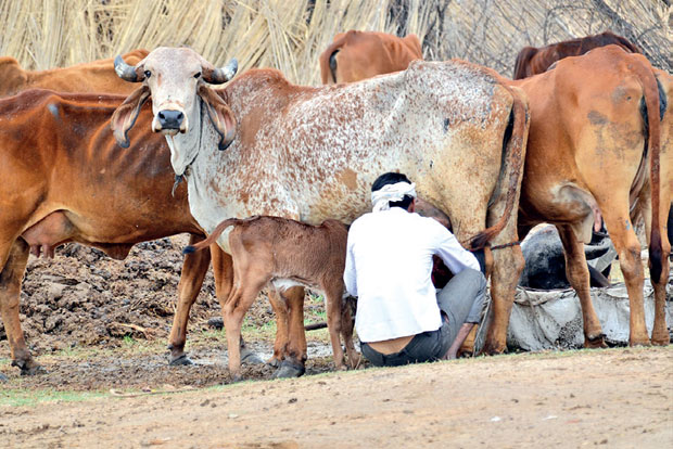 Procurement price falls to record low, rue dairy farmers Procurement price falls to record low, rue dairy farmers