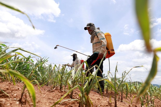 Pesticides ban unlikely to dent agrochem revenues much: Report Pesticides ban unlikely to dent agrochem revenues much: Report