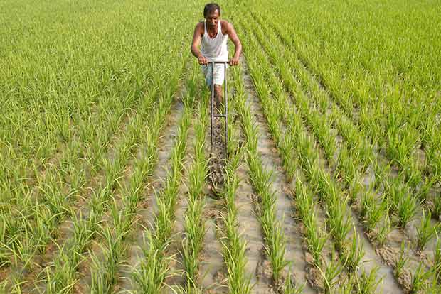 India can be major agro products exporter with effective policy