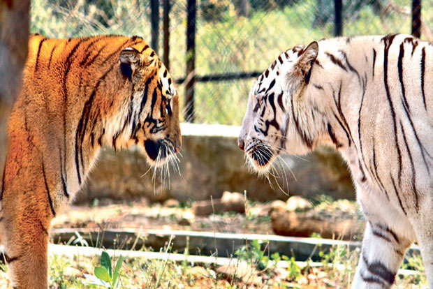 Officials, wildlife NGOs observe International Tiger Day