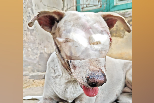 Stray loses sight in attack by mentally unstable man