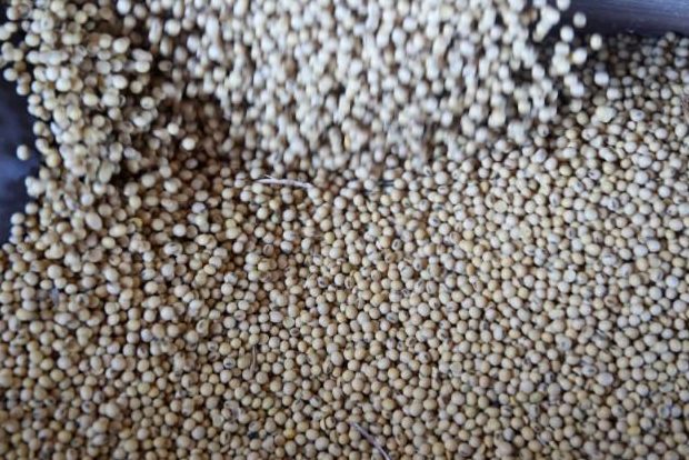 China buys U.S. soybeans after halt to U.S. purchases ordered: sources