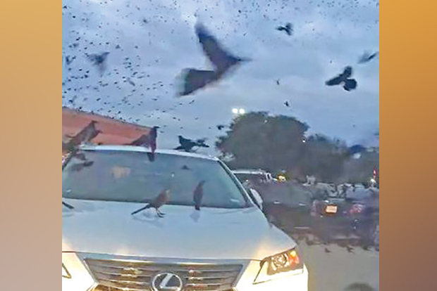 DeTect: Swarm of blackbirds pitched as doomsday prophecy