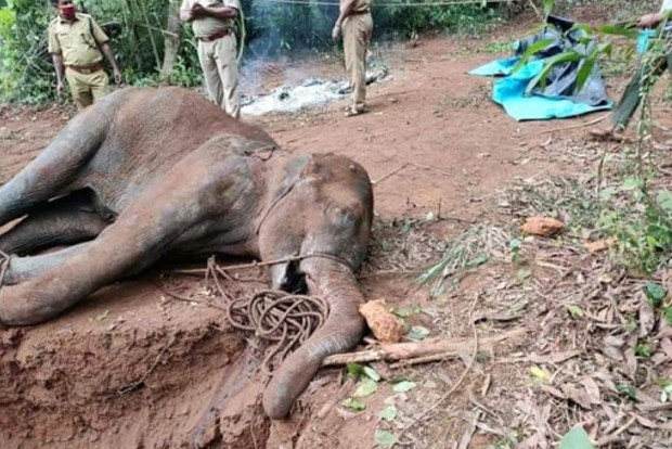 Hyderabad man announces reward for providing info about culprits in Kerala elephant death case