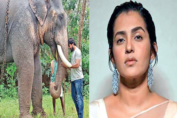 Actors voice their anguish over Kerala elephant’s death