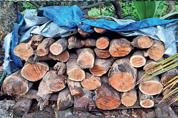 Timber smugglers exploited lockdown to the hilt: Activists