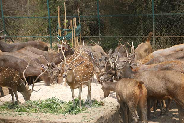 No kids below 10 years allowed as Lucknow zoo set to reopen