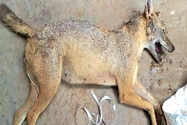 12 held in Tiruchy for killing jackal with explosives in meat