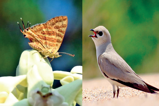 Rare butterfly, tiny bird, new sheen of park in Srirangam