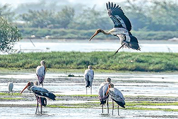 Government’s move to reduce buffer zone of Vedanthangal sanctuary faces opposition