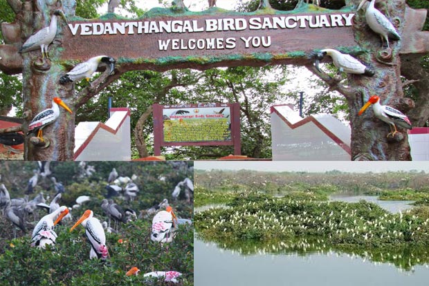 Ecologists denounce idea to shrink Vedanthangal core zone