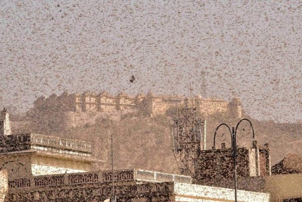 Locust control operation is in full swing: Agriculture Ministry