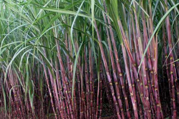 New technology to promote sugarcane cultivation in UP