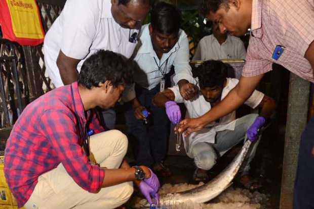 Formalin-laced fish weighing over 1 tonne seized in Madurai Formalin-laced fish weighing over 1 tonne seized in Madurai