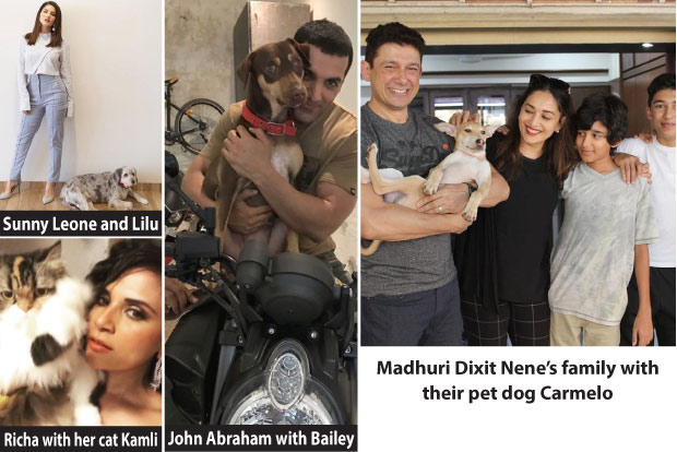 Animal-loving celebs share tips to help furry friends beat the summer heat