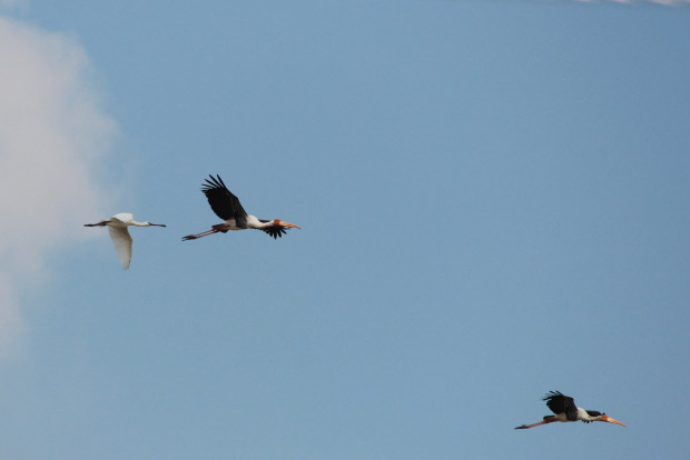 Half a dozen species show sharp decline in migration pattern