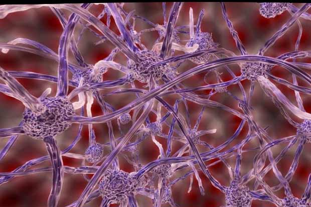 Egg stem cells do not exist, say researchers Egg stem cells do not exist, say researchers