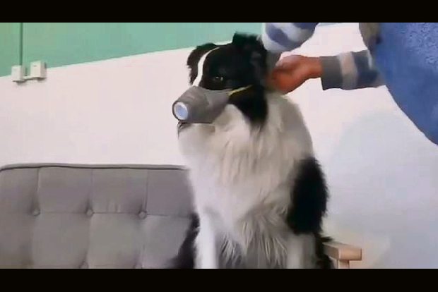 Aussie racing dogs face quarantine over canine COVID-19 outbreak Aussie racing dogs face quarantine over canine COVID-19 outbreak