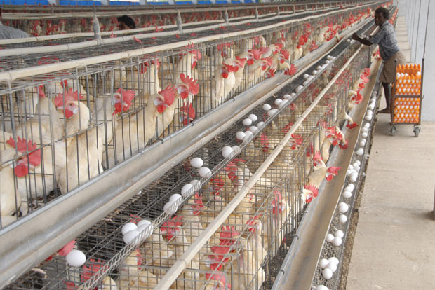 Kerala bird flu outbreak leaves Namakkal poultry farmers worried Kerala bird flu outbreak leaves Namakkal poultry farmers worried