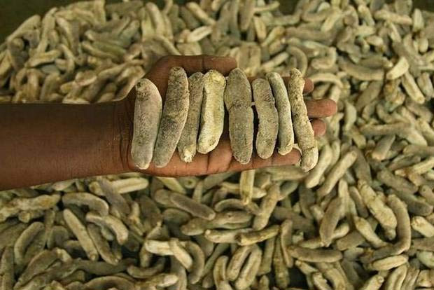 Three tonnes of sea cucumber seized in TN