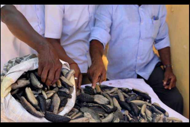 Marine corps seize 3,020 kg sea cucumbers