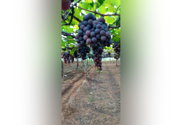 Cumbum growers seek value-addition in ‘Panneer’ grapes to compete in market