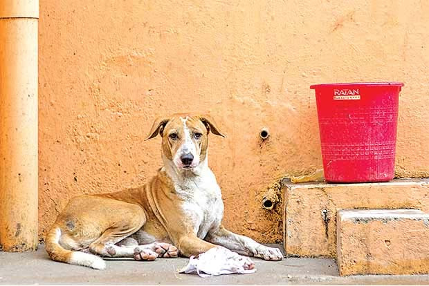Owners abandon pets fearing virus spread from animals to humans Owners abandon pets fearing virus spread from animals to humans