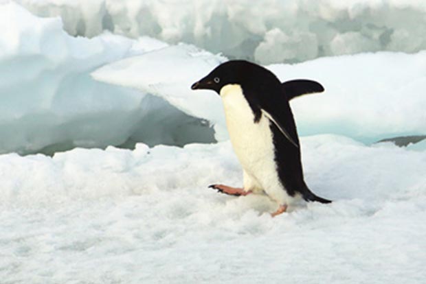First ever heatwave recorded in Antarctica