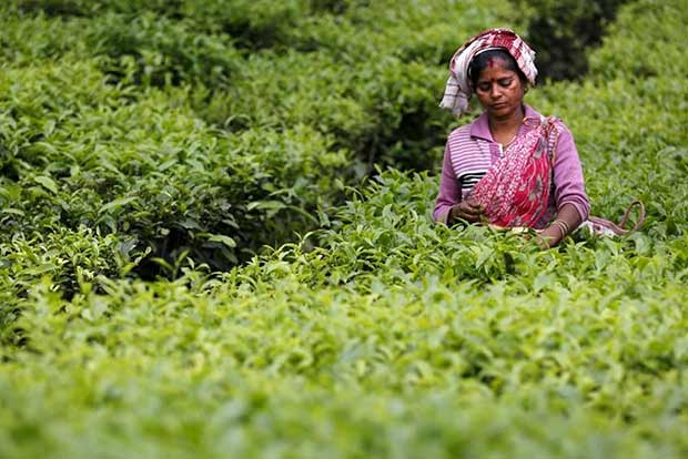 Covid-19 may hit Indias foreign currency earnings from tea exports: Experts