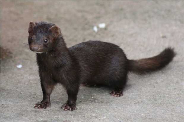 Mink are latest animals to contract COVID-19 Mink are latest animals to contract COVID-19