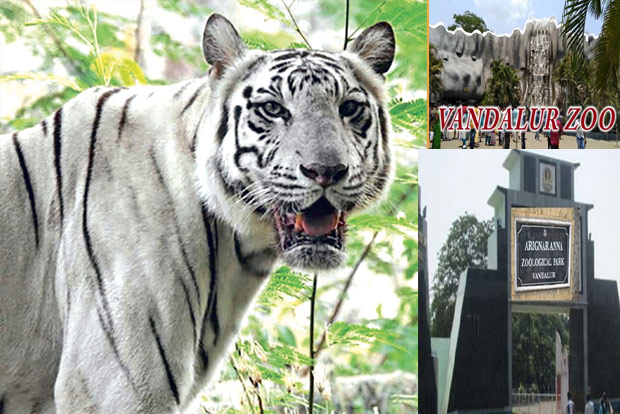 Tigress Anu’s sponsporship to continue