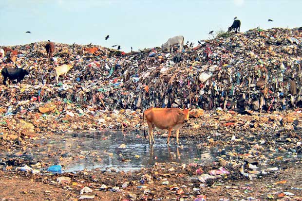 Municipality continues to dump waste near Chitlapakkam lake