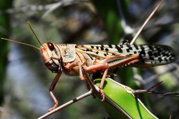 Locust attack in 15 Madhya Pradesh districts