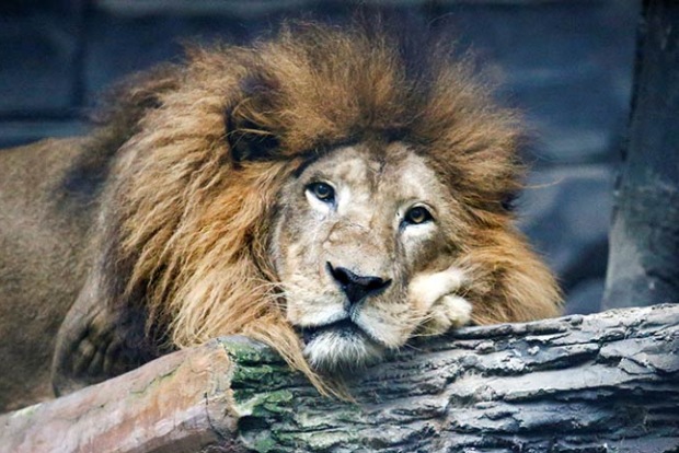 As big cats go hungry, Indonesia zoo considers worst-case deer cull