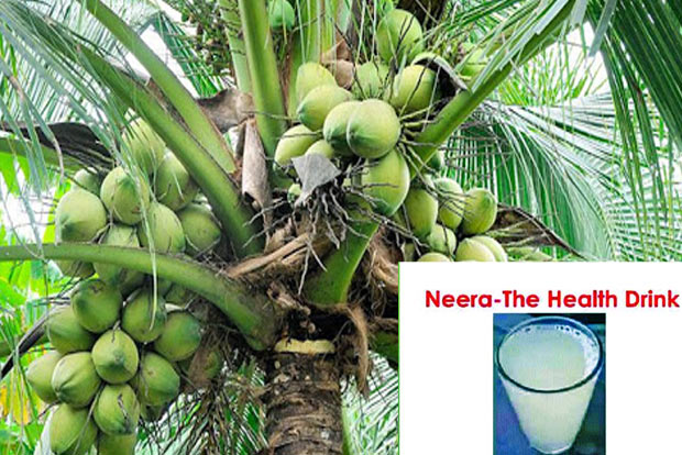 COVID brings neera production to a halt