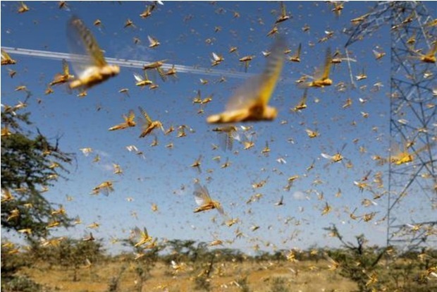 Locust menace: Chhattisgarh farmers, agri department on alert