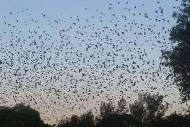 Panic grips Bishanpura village in UP after bats found dead Panic grips Bishanpura village in UP after bats found dead