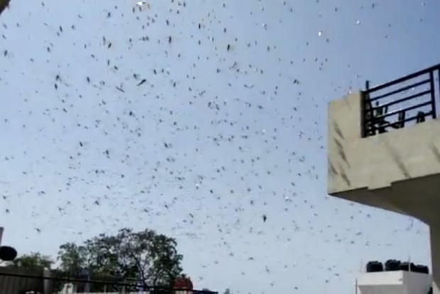 Locust attack: Delhi issues advisory for spraying pesticides