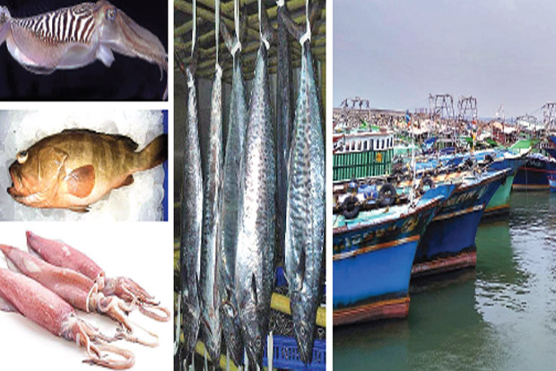 Deep sea fishermen in troubled waters after dip in overseas markets due to virus