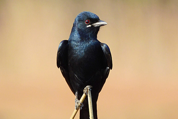 Biologists urge study of locust-eating birds
