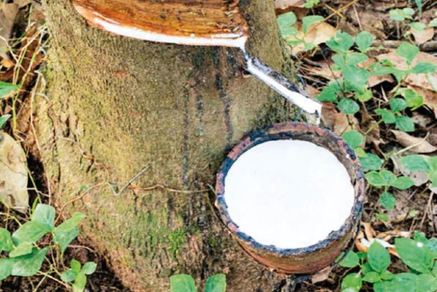 Natural rubber output rises 9.4pc to 712,000 tonnes