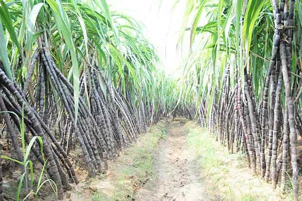 Cane arrears in 2019-20 reach over Rs 21,000 crore: Food Ministry
