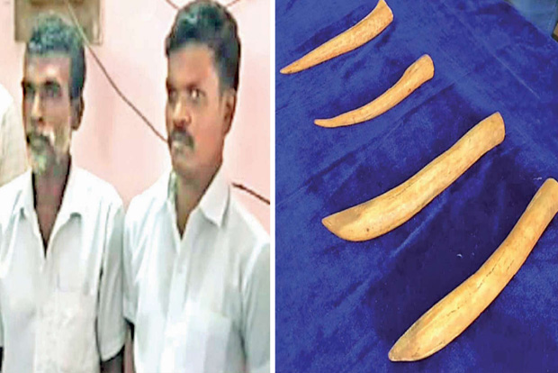Thoothukudi police seize four tusks during routine check, arrest two men Thoothukudi police seize four tusks during routine check, arrest two men
