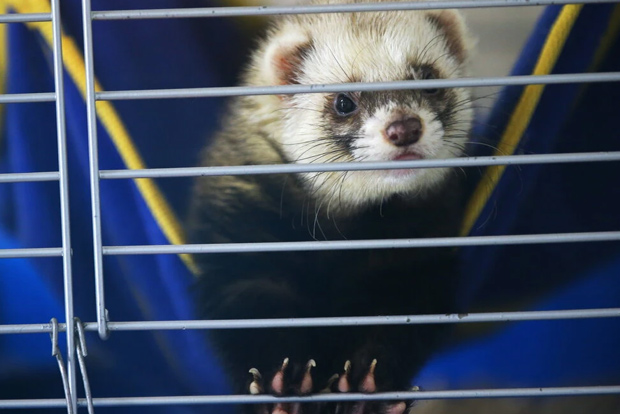 Signs of hope: Nasal spray prevents COVID infection in ferrets