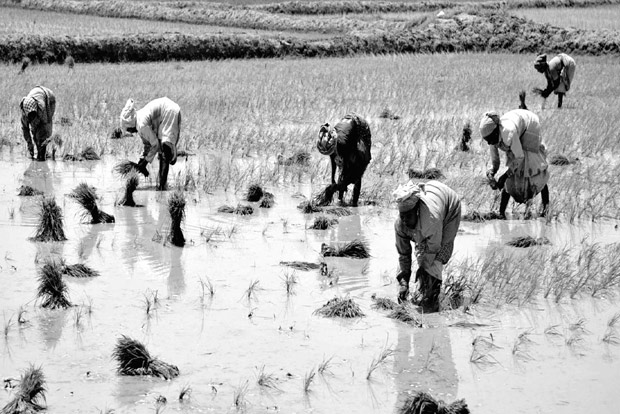 Rains raise farmers’ hopes of rich samba harvest, like kuruvai Rains raise farmers’ hopes of rich samba harvest, like kuruvai