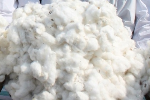 CAI estimates cotton output for 2020-21 at 356 lakh bales CAI estimates cotton output for 2020-21 at 356 lakh bales