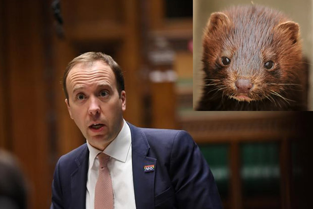 UK health minister advocates worldwide rethink on mink farming after Danish outbreak